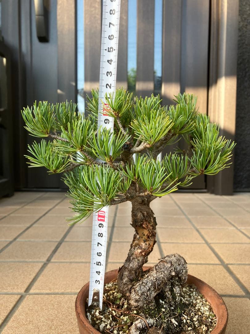 ◉五葉松盆栽　樹齢30年位　極太 の足元捻りが超魅力！★大幅値下げ！早いもの勝ち
