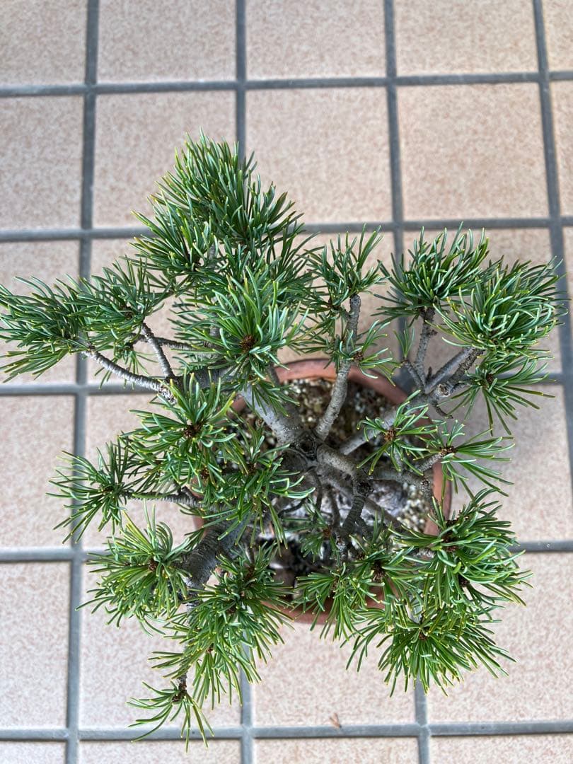 ◉五葉松盆栽　樹齢30年位　極太 の足元捻りが超魅力！★大幅値下げ！早いもの勝ち