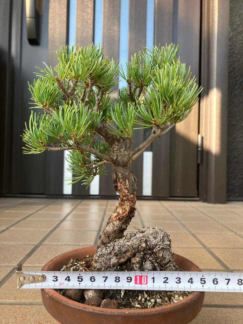 ◉五葉松盆栽　樹齢30年位　極太 の足元捻りが超魅力！★大幅値下げ！早いもの勝ち