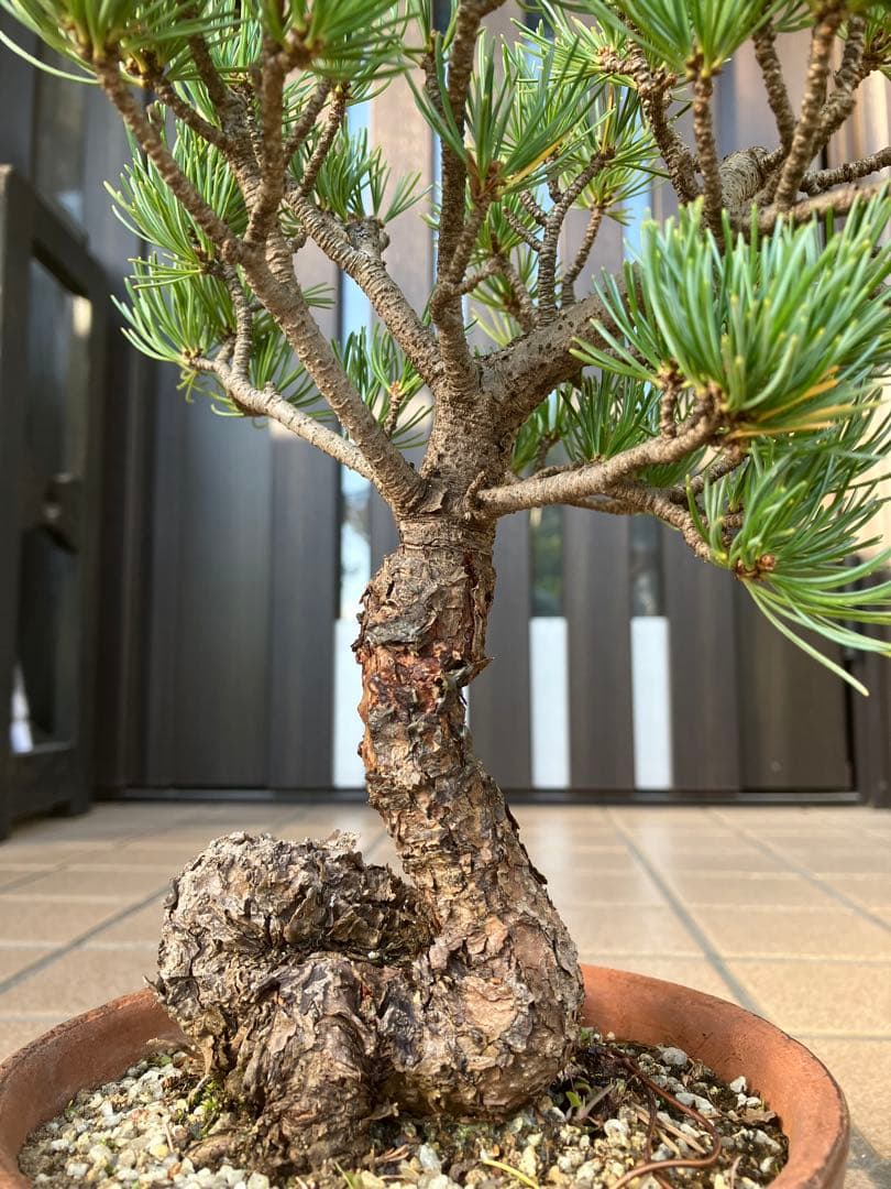 ◉五葉松盆栽　樹齢30年位　極太 の足元捻りが超魅力！★大幅値下げ！早いもの勝ち