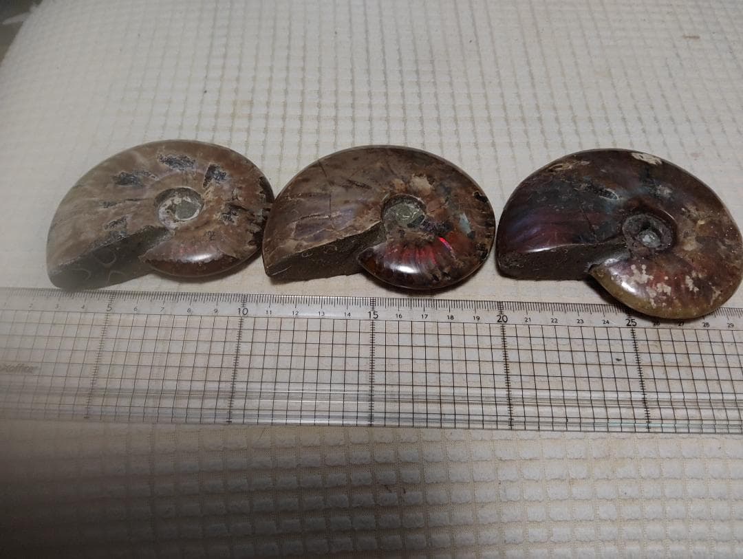 化石 アンモナイト オパール化 遊色 レインボー３点 9800an0814