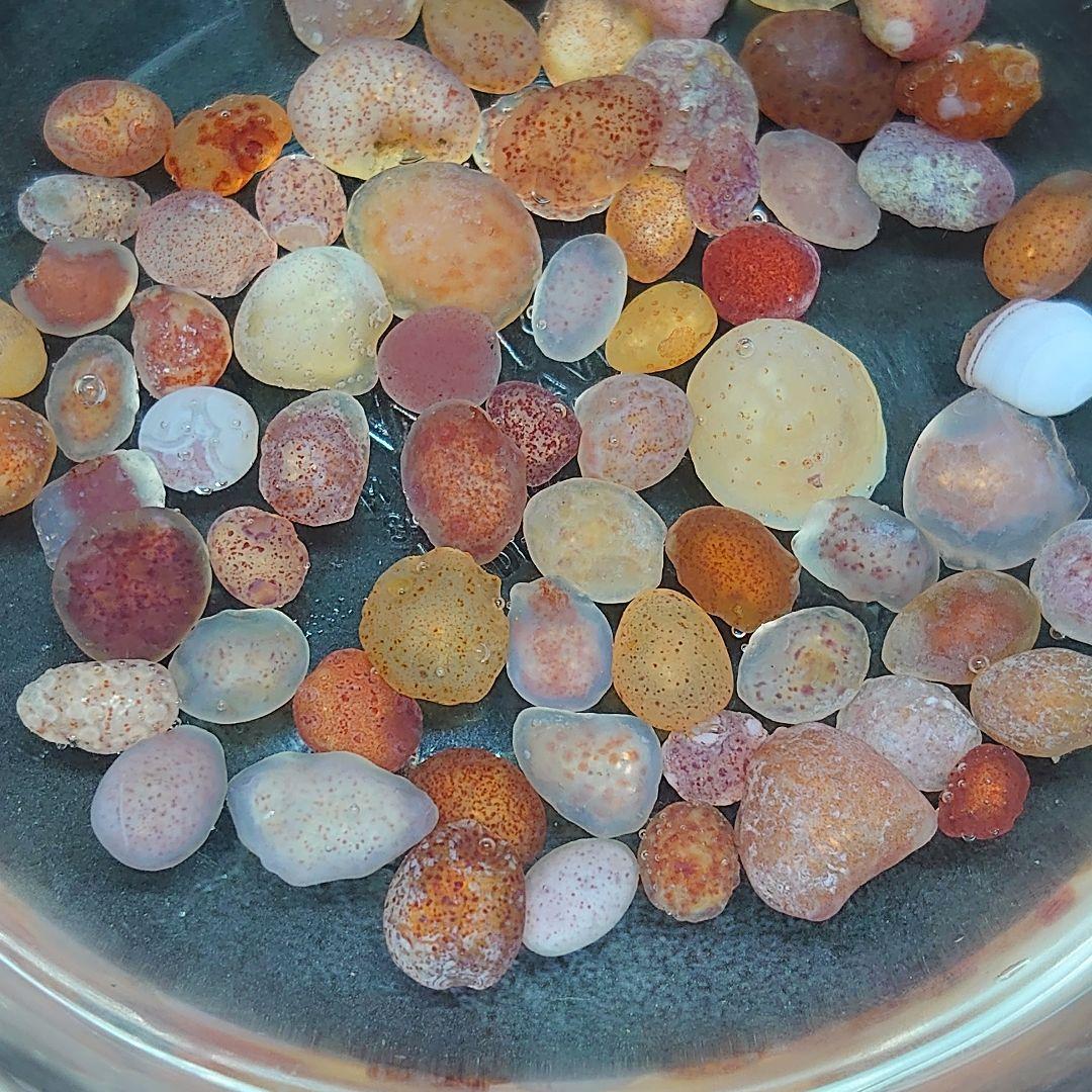 アラシャンゴビ瑪瑙 原石 69粒 イチゴ点々瑪瑙 希少 置物 ルース ゴビ石