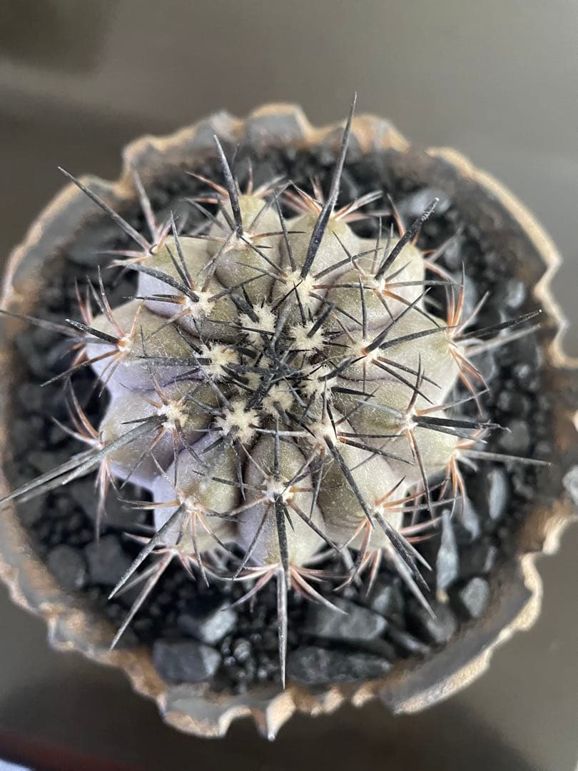 サボテンコピアポア黒王丸