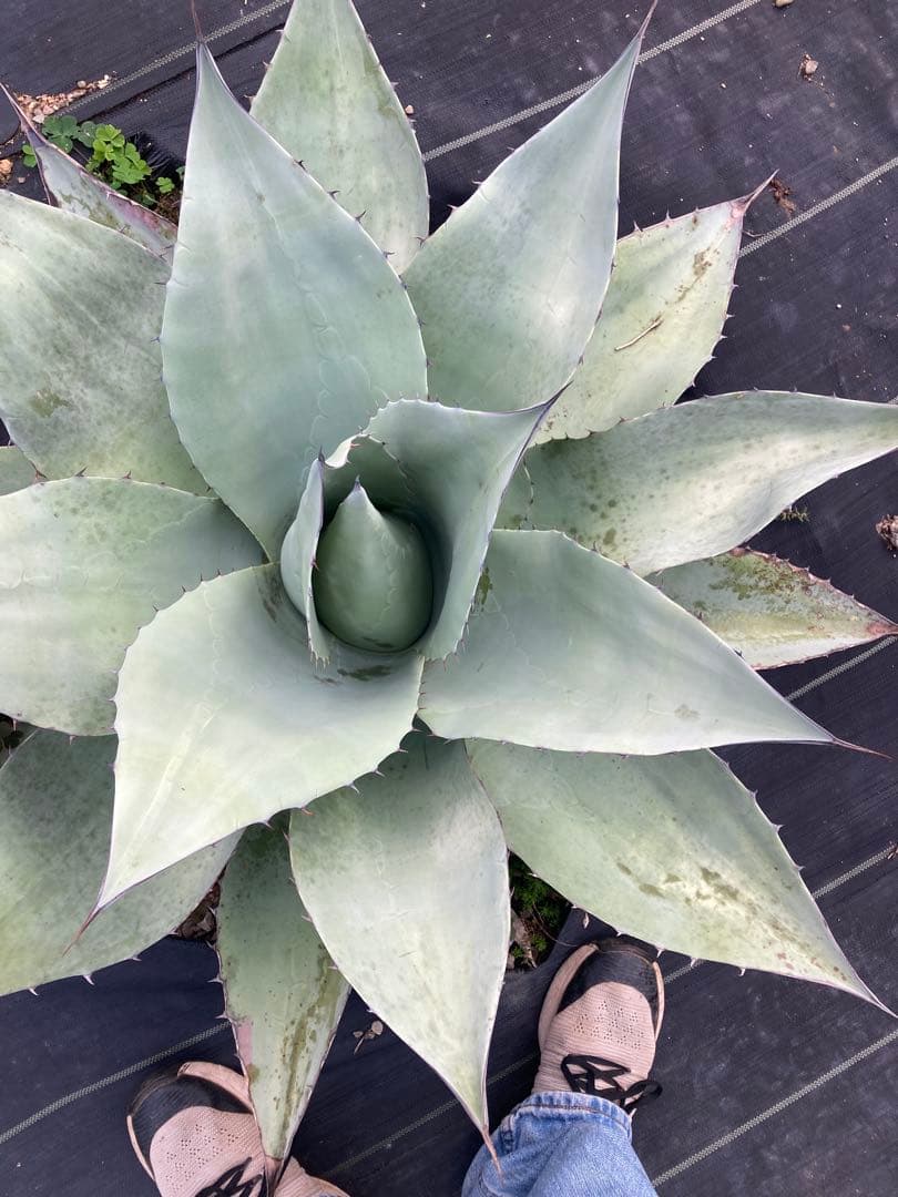 耐寒性アガベ オバティフォリア大株◇ドライガーデン多肉サボテン　ユッカ南国ヤシ島