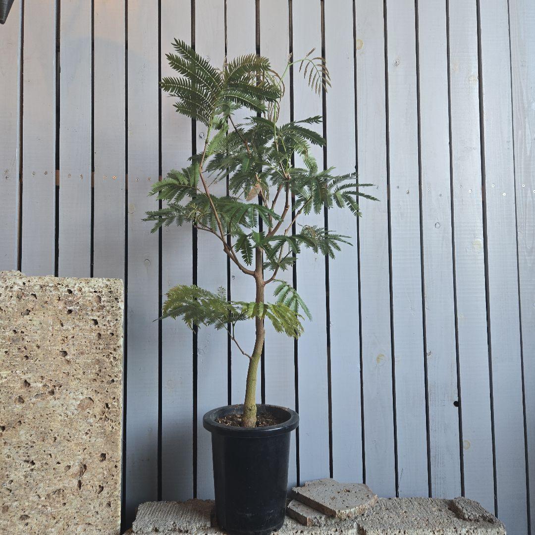 ⑥　エバーフレッシュ　8号曲がり仕立て最高等級　極太‼️