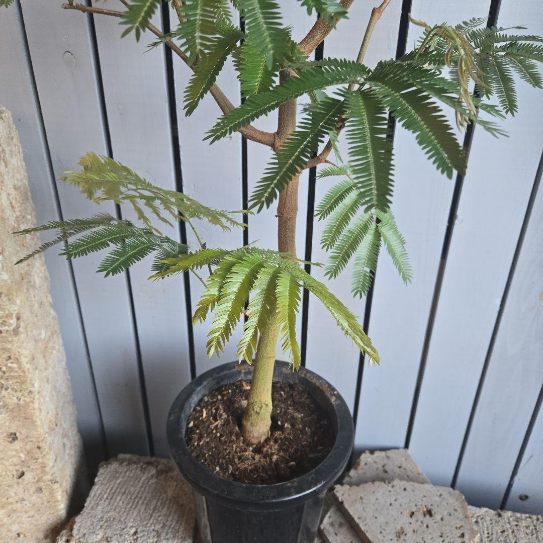 ⑥　エバーフレッシュ　8号曲がり仕立て最高等級　極太‼️