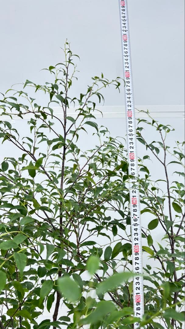 美しい樹形が魅力的 山採り ハイノキ 株立 693 樹高1.8m位 高級樹