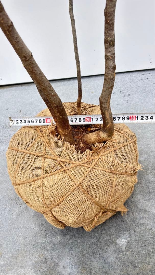 美しい樹形が魅力的 山採り ハイノキ 株立 693 樹高1.8m位 高級樹