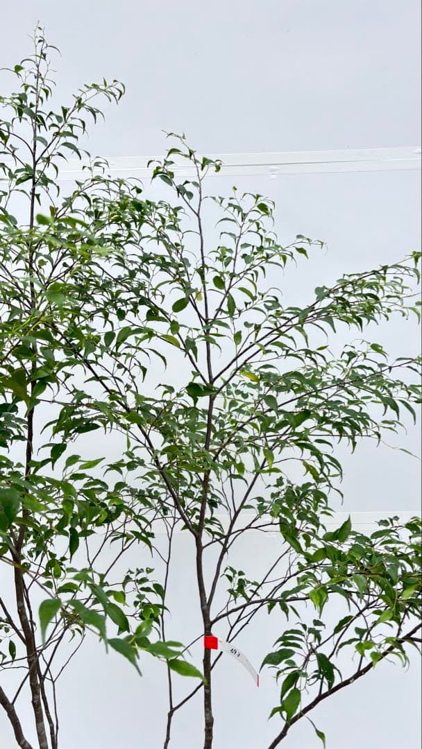 美しい樹形が魅力的 山採り ハイノキ 株立 693 樹高1.8m位 高級樹