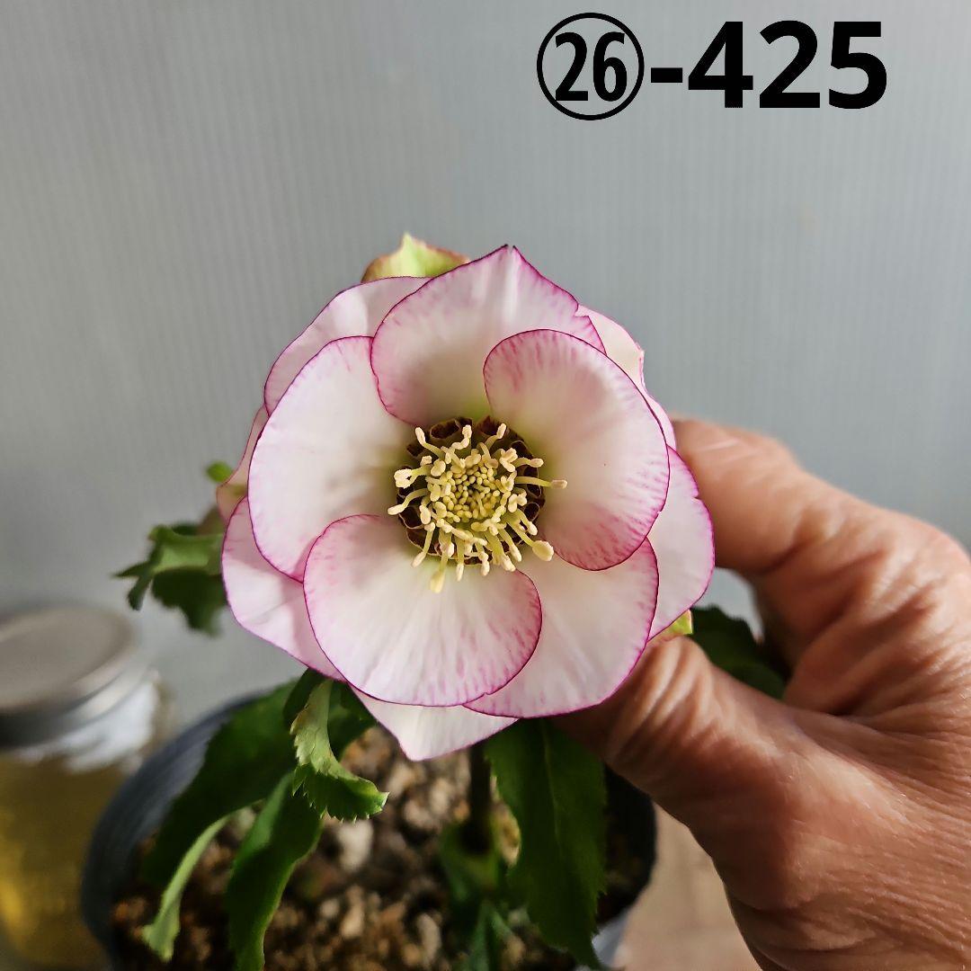 Orange様お取り置き苗㉖-425クリスマスローズ