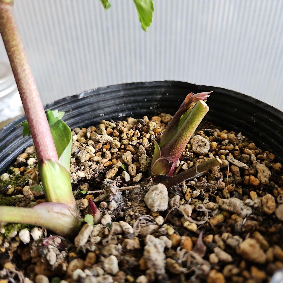 Orange様お取り置き苗㉖-425クリスマスローズ