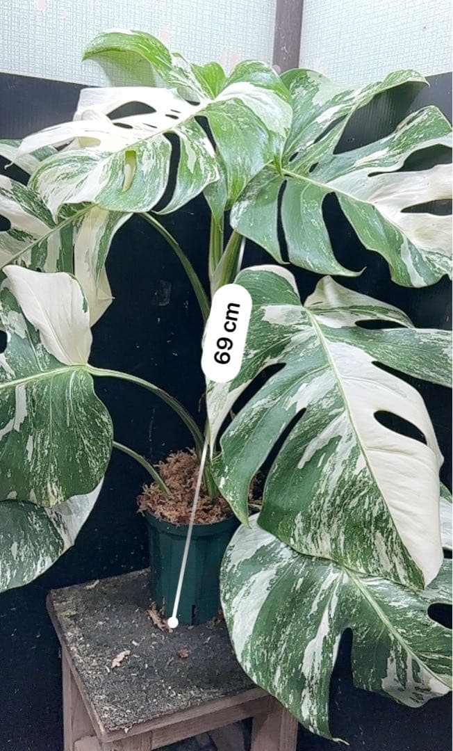 斑入りモンステラ ホワイトタイガー極美大株69cm白斑多