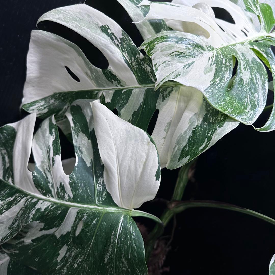 斑入りモンステラ ホワイトタイガー極美大株69cm白斑多