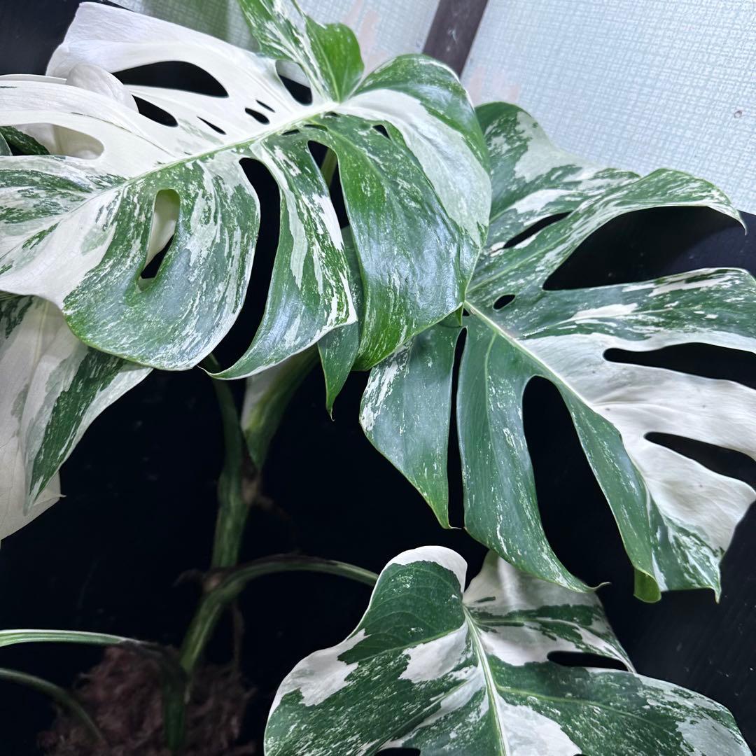 斑入りモンステラ ホワイトタイガー極美大株69cm白斑多