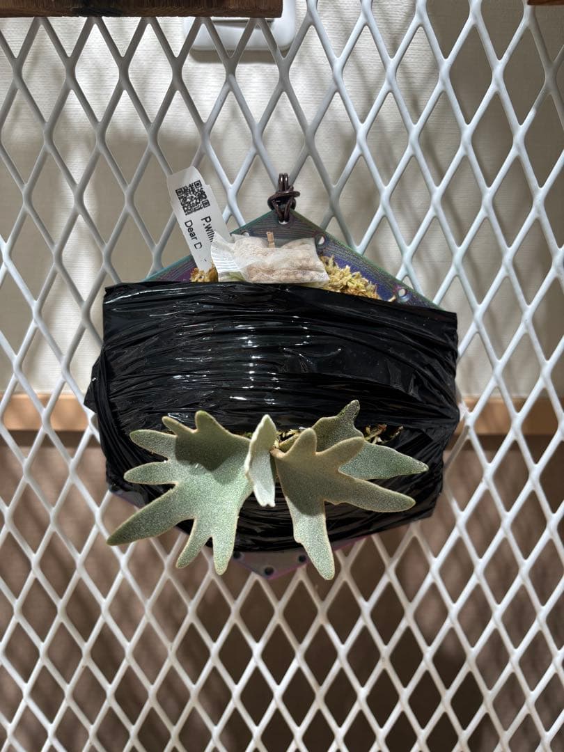 ビカクシダ　OMG スポア