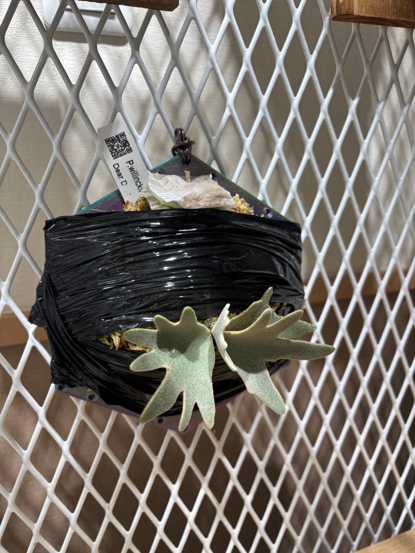 ビカクシダ　OMG スポア