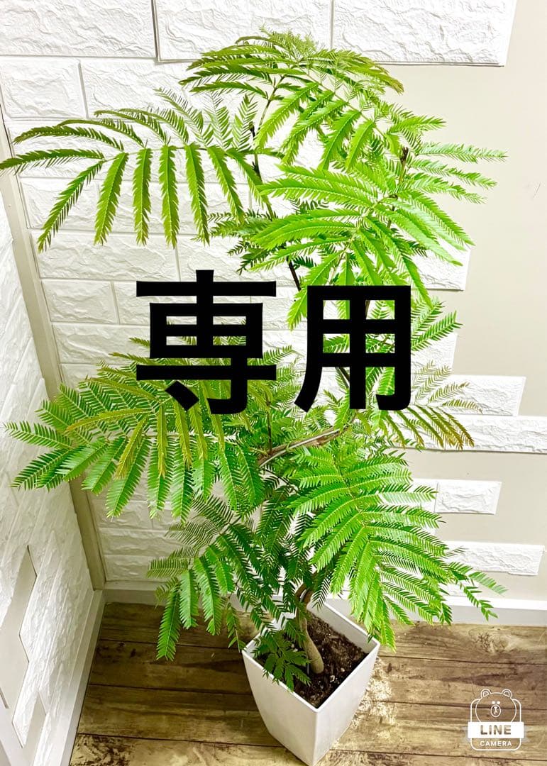 エバーフレッシュ⭐️観葉植物