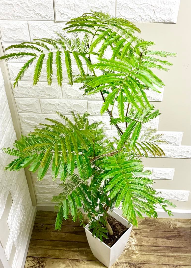 エバーフレッシュ⭐️観葉植物