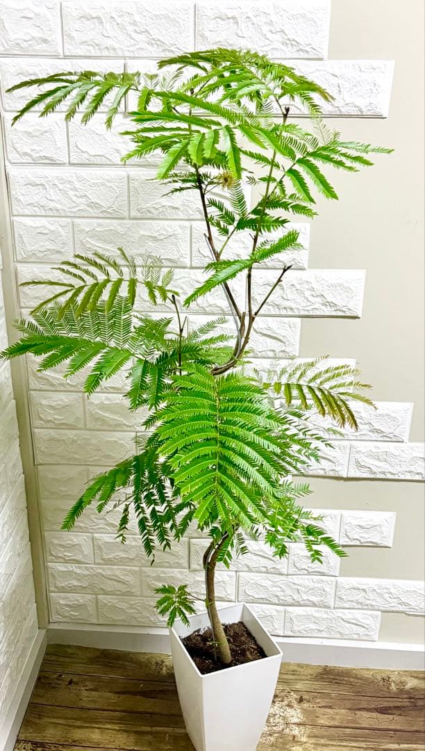 エバーフレッシュ⭐️観葉植物