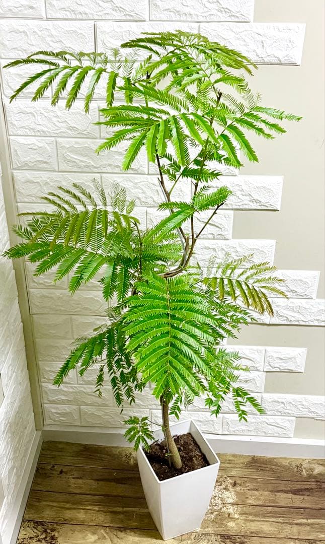 エバーフレッシュ⭐️観葉植物