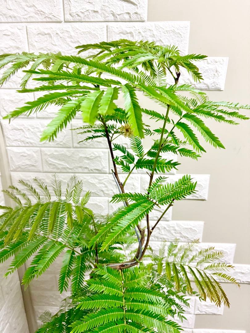 エバーフレッシュ⭐️観葉植物