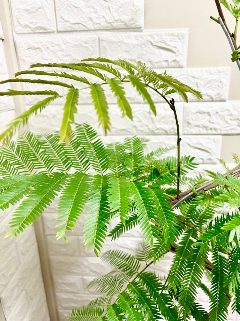 エバーフレッシュ⭐️観葉植物