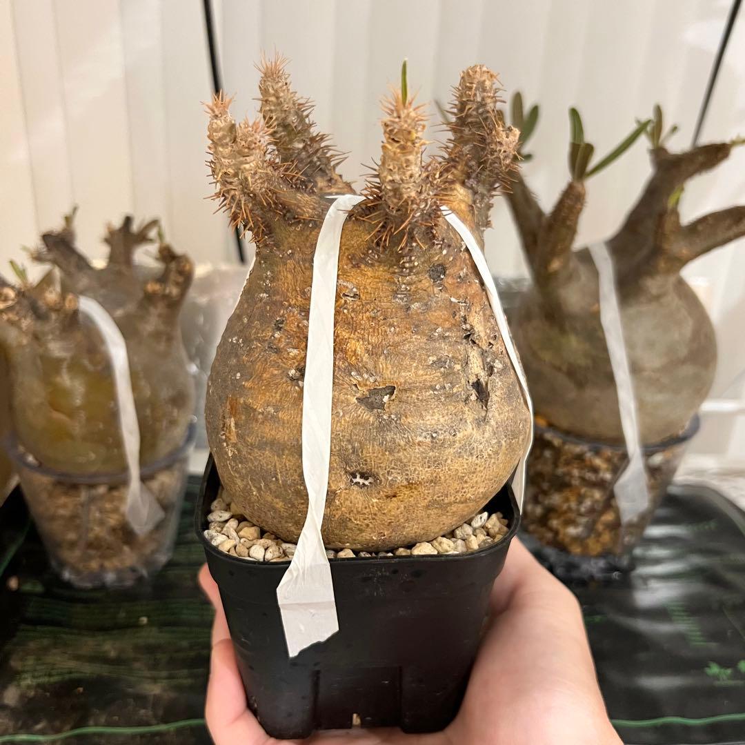 発根済み 良株◎ パキポディウム グラキリス 現地球