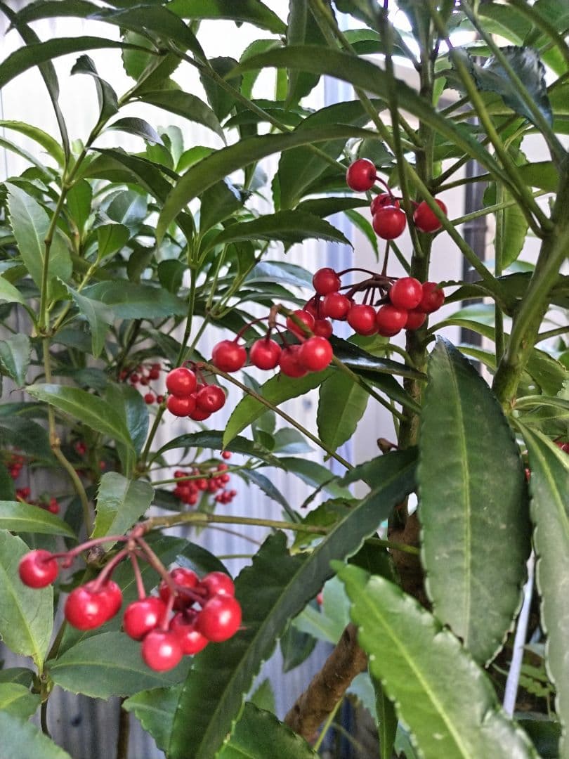 バイカオウレン　ご確認用