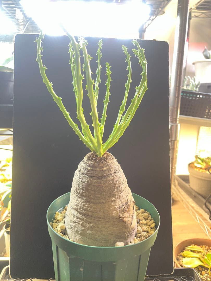 ユーフォルビア　デシドゥア