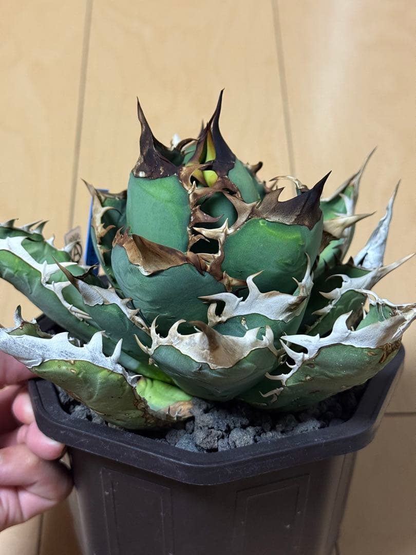 アガベ　オアハカ　現地株　活着済み　オテロイ　チタノタ　シロサイ　白鯨