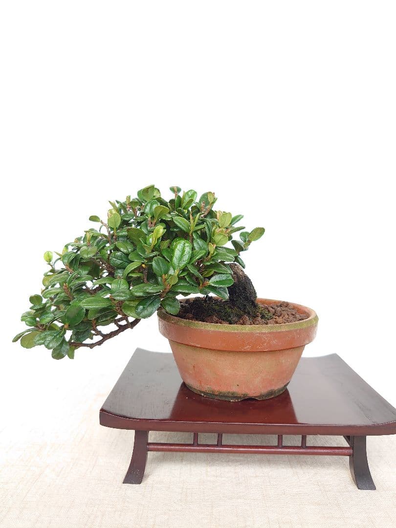 盆栽 ハマヒサカキ