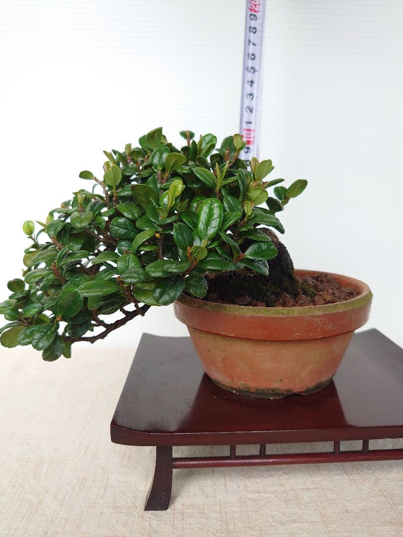 盆栽 ハマヒサカキ