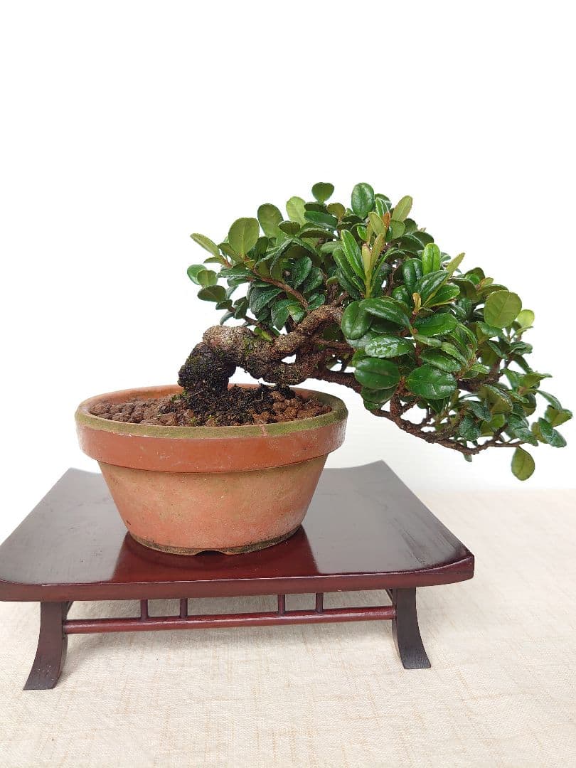 盆栽 ハマヒサカキ