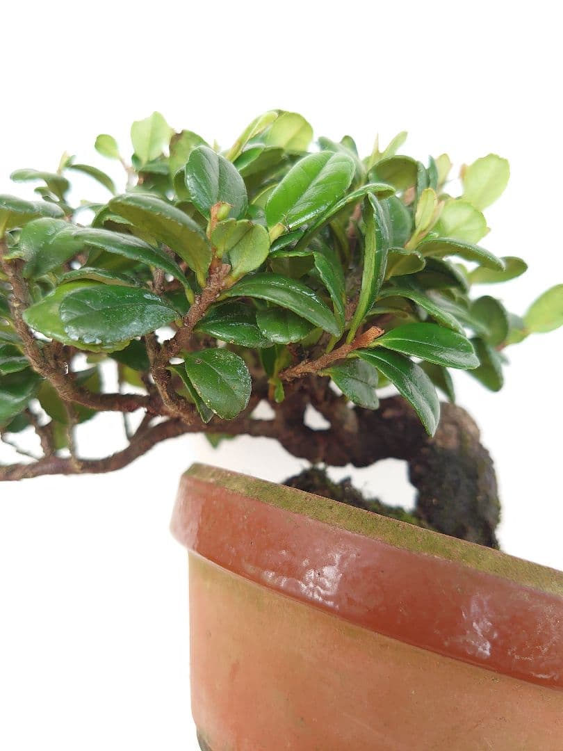 盆栽 ハマヒサカキ