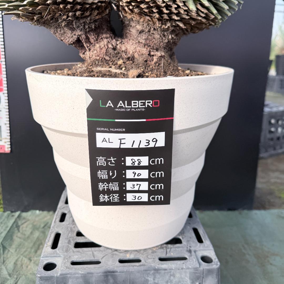 【AL-F1139】ユッカ　ロストラータ　超美形　高次元ダブル　シルバー個体