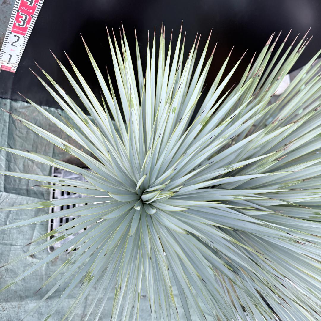 【AL-F1139】ユッカ　ロストラータ　超美形　高次元ダブル　シルバー個体