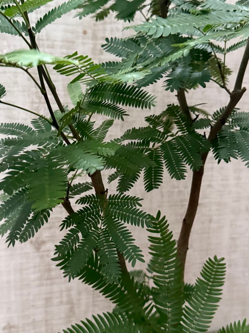 ☆ エバーフレッシュ♪ 112cm 7号♪