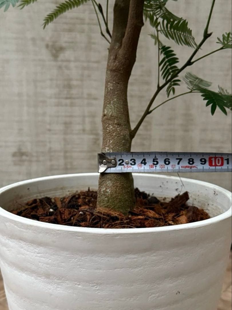 ☆ エバーフレッシュ♪ 112cm 7号♪