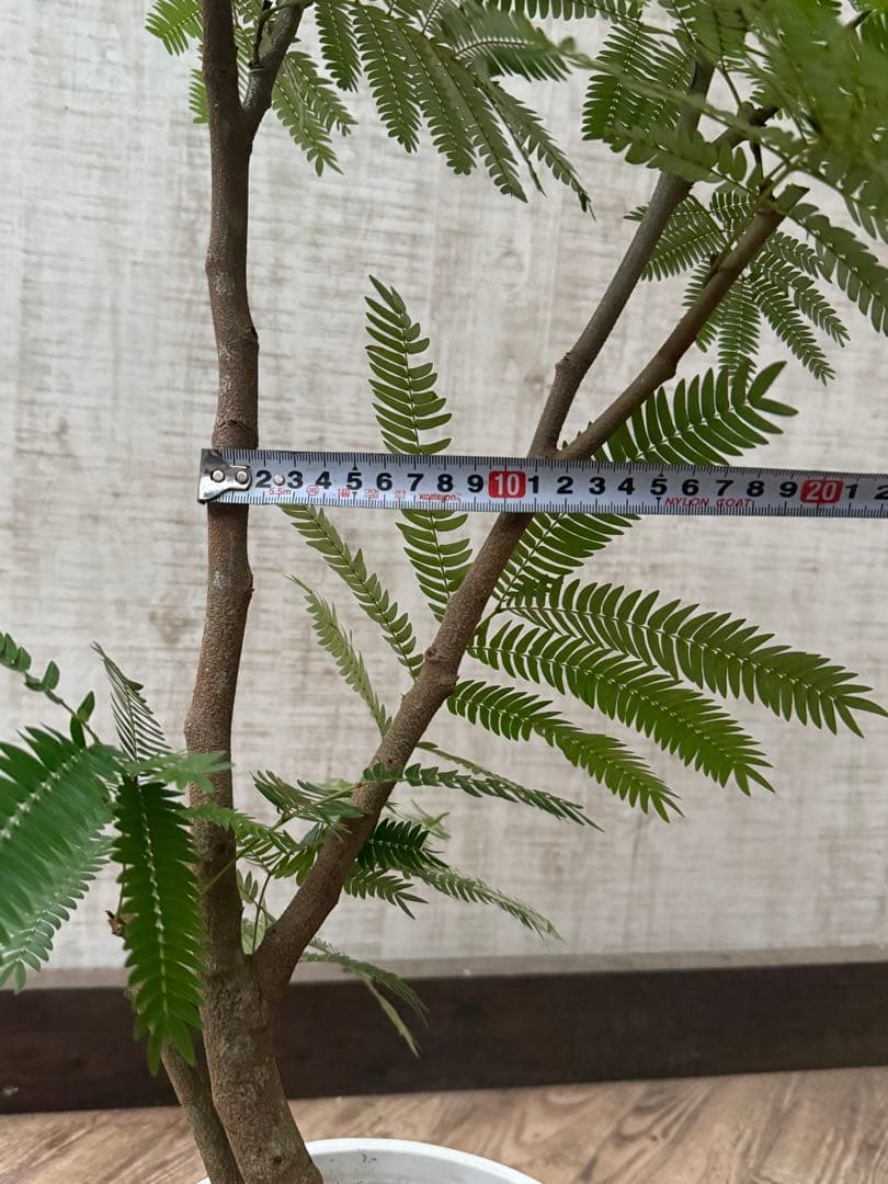 ☆ エバーフレッシュ♪ 112cm 7号♪