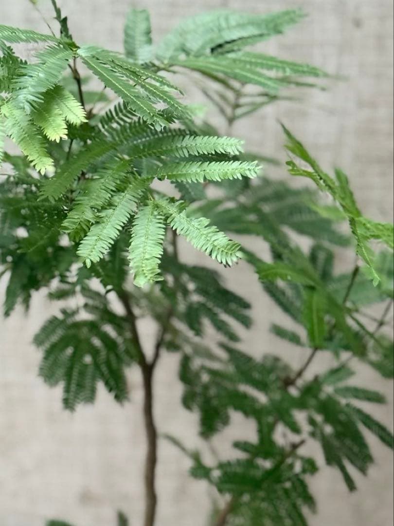 ☆ エバーフレッシュ♪ 112cm 7号♪