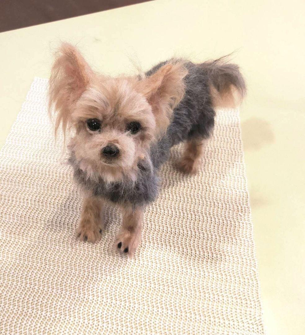 羊毛フェルト　ハンドメイド　犬　ヨークシャテリア