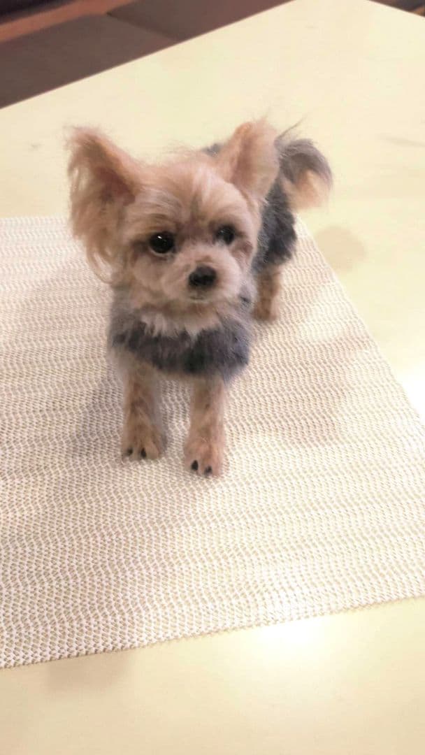 羊毛フェルト　ハンドメイド　犬　ヨークシャテリア