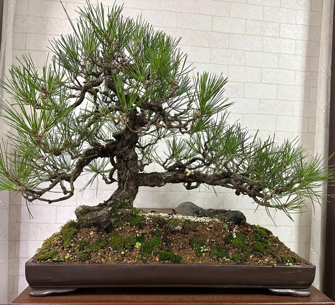 黒松の盆栽 ( 引き取り限定 ) 大阪府和泉市