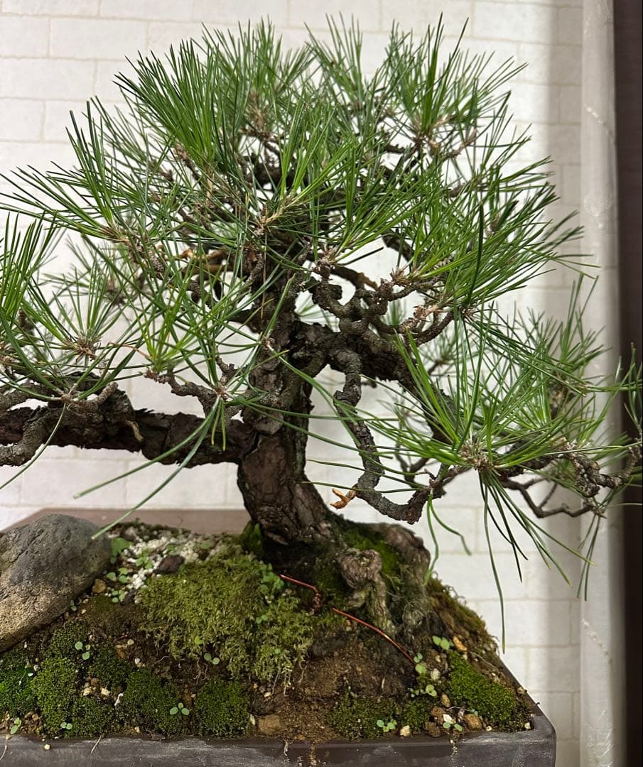 黒松の盆栽 ( 引き取り限定 ) 大阪府和泉市