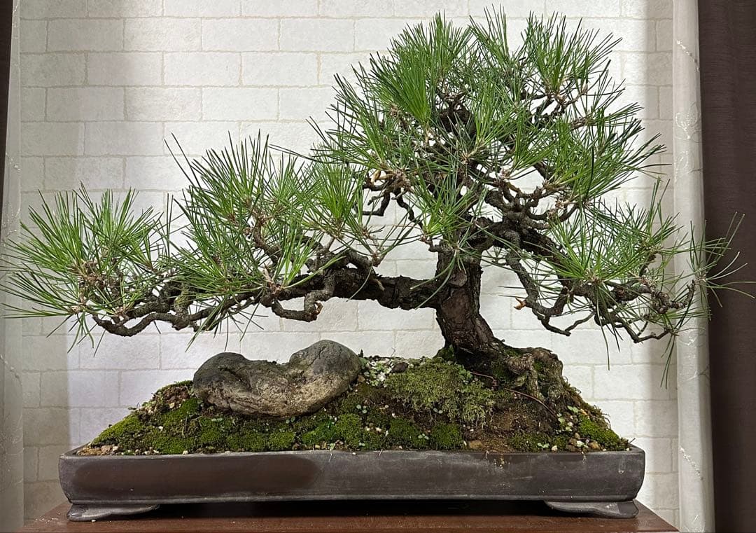 黒松の盆栽 ( 引き取り限定 ) 大阪府和泉市