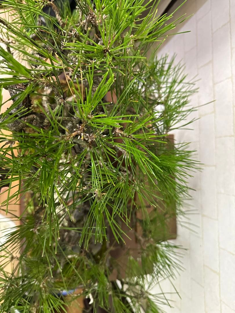 黒松の盆栽 ( 引き取り限定 ) 大阪府和泉市