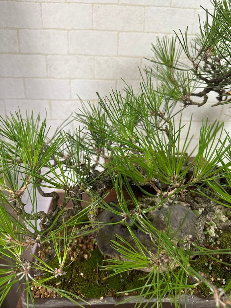 黒松の盆栽 ( 引き取り限定 ) 大阪府和泉市