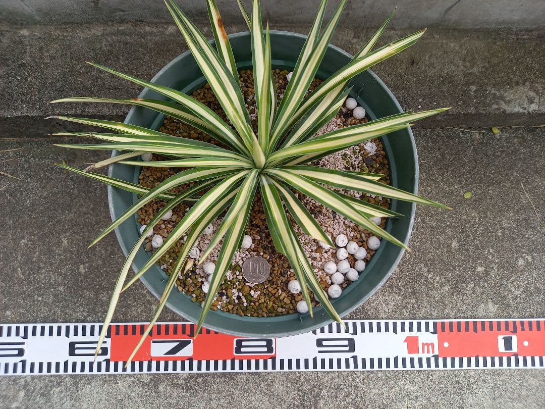 【レア度：★★★★★】ユッカ　アロイフォリア　メディオピクタ　黄中斑