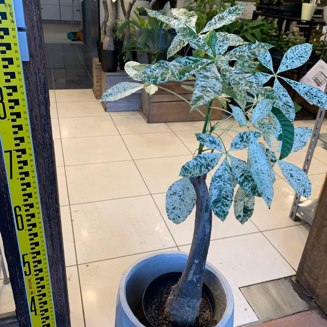 パキラ ミルキーウェイ ファイバー鉢 お皿付き