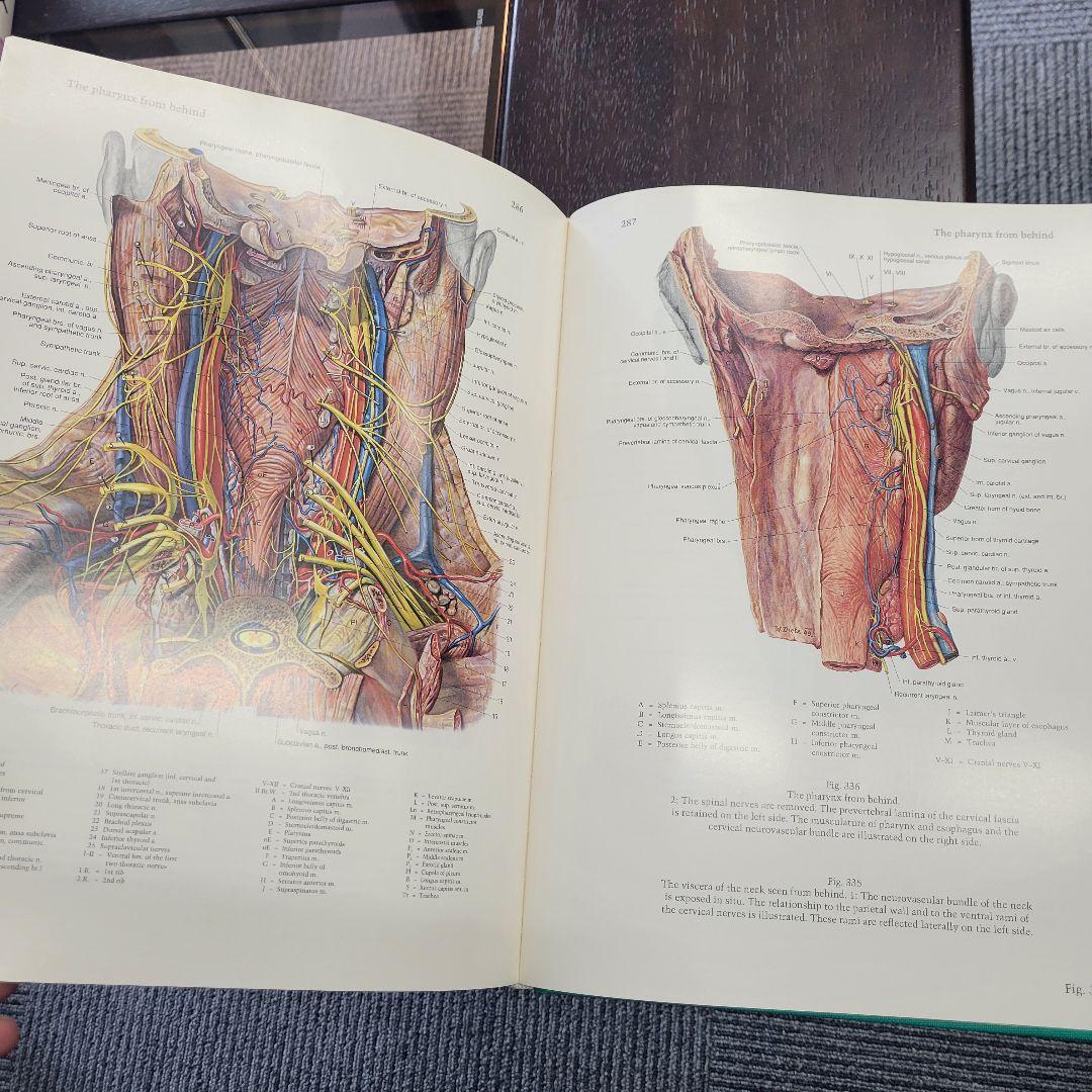 a*d様 ペルンコップ臨床局所解剖学アトラス 第1巻 (頭部・頸部)